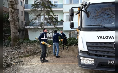 Yalova Belediyesi Gazipaşa Caddesi’nde Ağaç Budama ve Bakım Çalışmalarını Sürdürüyor