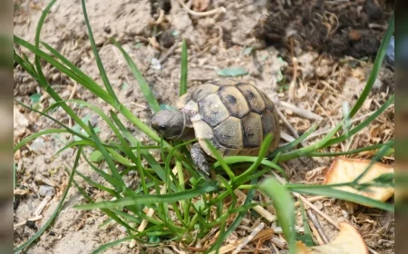 Kuşadası Belediyesi Yaralı Kaplumbağalar İçin Özel Yaşam Alanı Oluşturdu
