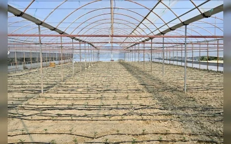 MANİSA BÜYÜKŞEHİR BELEDİYESİ GÖRDES’TE 73 BİN DOMATES FİDESİNİ ÜRETİCİLERE DAĞITTI