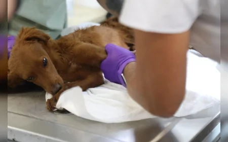 Bayraklı Belediye Başkanı İrfan Önal: “Hayvan Bakımevimizde Kapasiteyi Artırdık, Yaşam Koşullarını İyileştirdik”