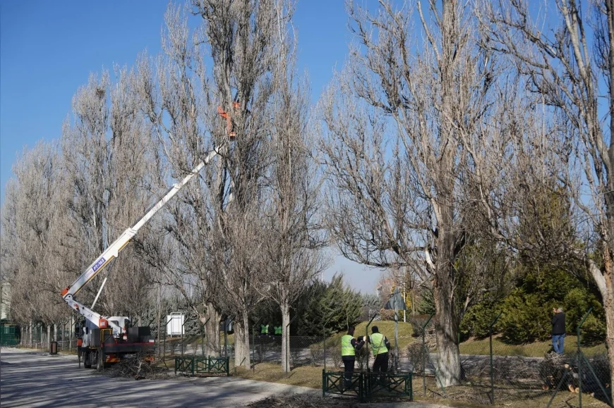 ESKİŞEHİR BÜYÜKŞEHİR BELEDİYESİ SAZOVA PARKI’NDA SEYRELTME VE GENÇLEŞTİRME ÇALIŞMALARINI SÜRDÜRÜYOR