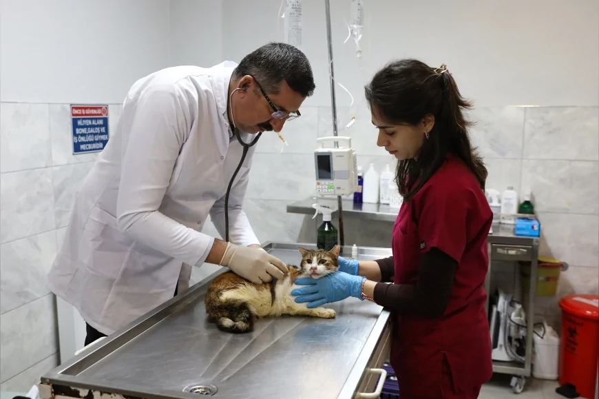 Bursa’da Araç Çarpması Sonucu Yaralanan Kedi Büyükşehir Belediyesi Bakım Evinde Sağlığına Kavuştu