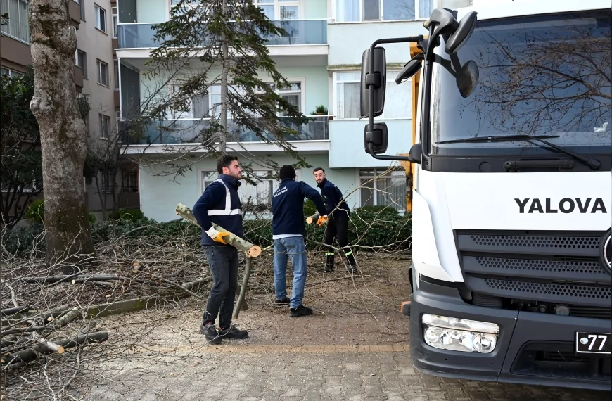 Yalova Belediyesi Gazipaşa Caddesi’nde Ağaç Budama ve Bakım Çalışmalarını Sürdürüyor