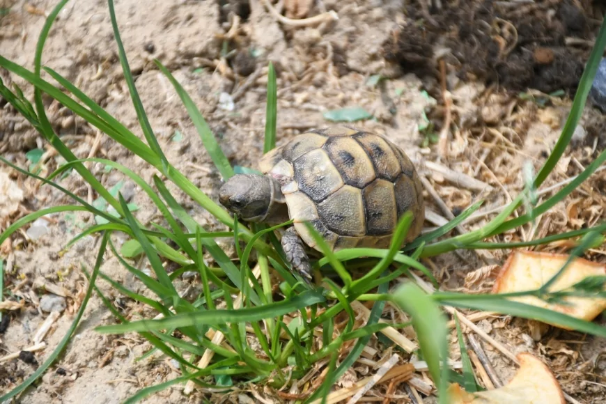 Kuşadası Belediyesi Yaralı Kaplumbağalar İçin Özel Yaşam Alanı Oluşturdu