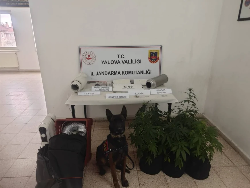 Yalova’da İklimlendirme Sistemiyle Kenevir Yetiştiren Şüpheliye Adli Kontrol