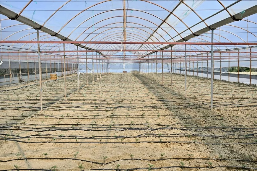 MANİSA BÜYÜKŞEHİR BELEDİYESİ GÖRDES’TE 73 BİN DOMATES FİDESİNİ ÜRETİCİLERE DAĞITTI