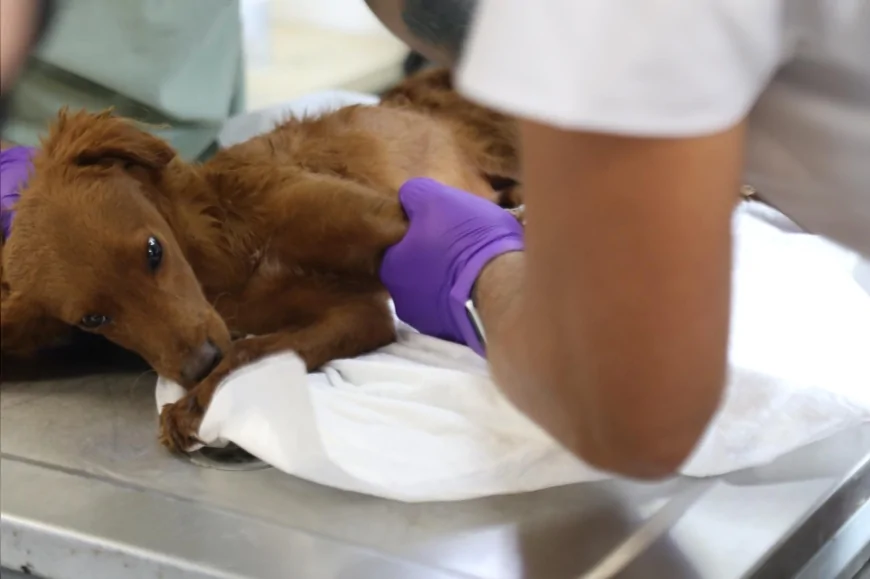 Bayraklı Belediye Başkanı İrfan Önal: “Hayvan Bakımevimizde Kapasiteyi Artırdık, Yaşam Koşullarını İyileştirdik”