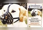 2026 Yılında Yasaklı Irk Köpek Sahiplerine 76 Bin TL Ceza ve El Koyma Uygulaması Sürüyor
