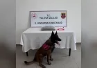 Yalova İl Jandarma Komutanlığı Uyuşturucu Operasyonunda 1,5 Kilogram Skunk Ele Geçirdi