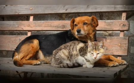 İzmir Barosu Başkanlığı: “Hukuk Yaşamı Ortadan Kaldırmanın Değil Yaşamı Korumanın Aracıdır”