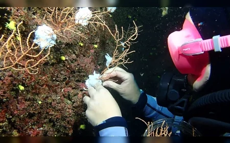 Çevre Şehircilik ve İklim Değişikliği Bakanı Murat Kurum: “Denizlerin ormanı mercanları yeniden yaşamla buluşturuyoruz”