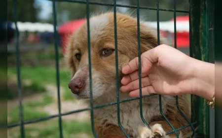 Balıkesir Altıeylül’de hayvanseverlerin başlattığı kampanyayla 2 ton mama desteği sağlandı