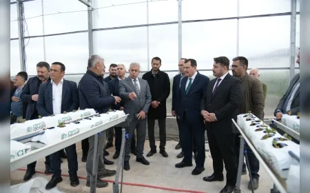 Kahramankazan Belediyesi Termal Serada Üretimi Başlattı İlk Çilek Fideleri Toprakla Buluştu