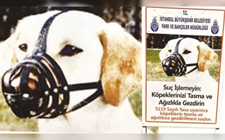 2026 Yılında Yasaklı Irk Köpek Sahiplerine 76 Bin TL Ceza ve El Koyma Uygulaması Sürüyor