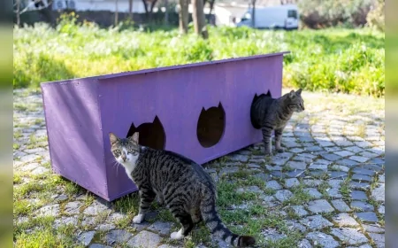 Bornova Belediye Başkanı Ömer Eşki: “Kedili Park’ı güvenli ve sağlıklı bir yaşam alanına dönüştürdük”