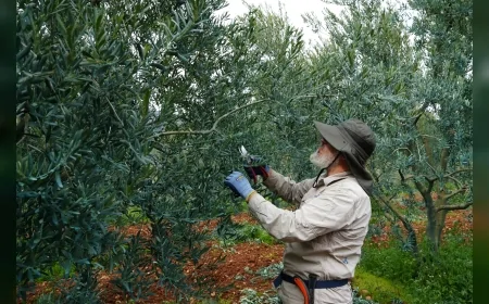 ESKİŞEHİR BÜYÜKŞEHİR DESTEKLİ DORLİON ZEYTİNYAĞI ULUSAL YARIŞMADA 4 ÖDÜL KAZANDI