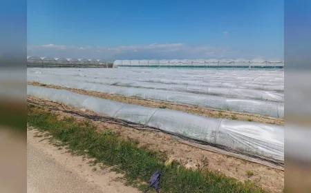 Tarım ve Orman Bakanlığı Tarsus’taki marul iddialarını yalanladı “Ürün satıldı kalanlar kalite nedeniyle hasat edilmedi”