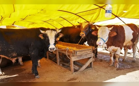 KEÇİÖREN BELEDİYESİ BAĞLUM KURBAN SATIŞ ALANI BAŞVURULARINI 10 NİSAN’DA BAŞLATIYOR