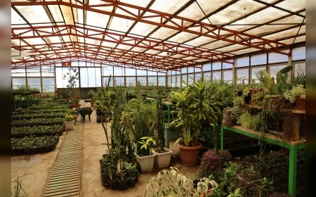 Marmaris Belediyesi seralarda ürettiği yüz binlerce bitkiyle 23 milyon TL tasarruf sağladı