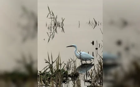 Karşıyaka Belediyesi Kardeş Kadrajlar Uluslararası Fotoğraf Yarışması sonuçlandı