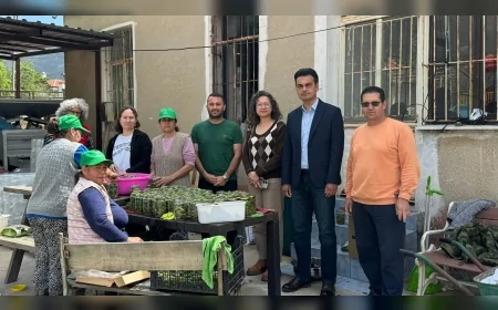 MUĞLA BÜYÜKŞEHİR BELEDİYESİ DESTEĞİYLE DATÇA’DA ÇAĞLA TURŞUSU ÜRETİMİ 250 TONA ULAŞTI!