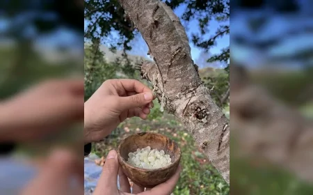 Muğla Büyükşehir Belediye Başkanı Ahmet Aras: “Hedef güçlü kooperatif ve kırsal ekonomi”