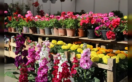 İzmir Bayındır’da 27. Uluslararası Çiçek Festivali dört gün sürecek programla başlıyor