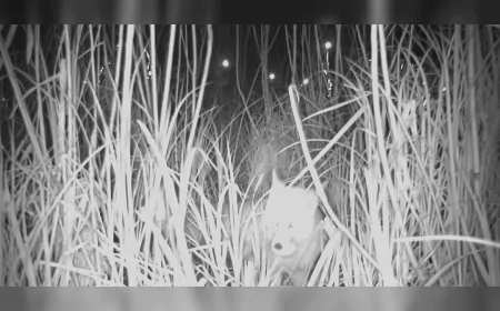 ORDU BÜYÜKŞEHİR BELEDİYE BAŞKANI DR. MEHMET HİLMİ GÜLER: “DOĞAL YAŞAMI KORUYARAK TAKİP EDİYORUZ” DURUGÖL’DE TİLKİ YUMURTA AVLARKEN GÖRÜNTÜLENDİ