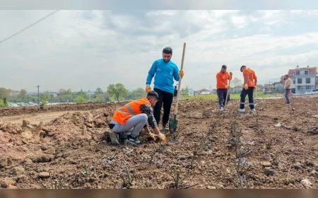 BAŞİSKELE BELEDİYESİ GÜL BAHÇESİ PARKI PROJESİNDE 15 BİN GÜL FİDANINI TOPRAKLA BULUŞTURUYOR