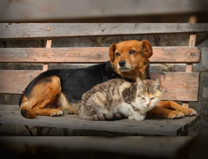 İzmir Barosu Başkanlığı: “Hukuk Yaşamı Ortadan Kaldırmanın Değil Yaşamı Korumanın Aracıdır”