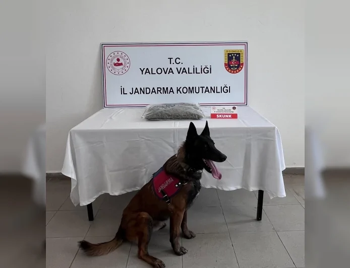 Yalova İl Jandarma Komutanlığı Uyuşturucu Operasyonunda 1,5 Kilogram Skunk Ele Geçirdi