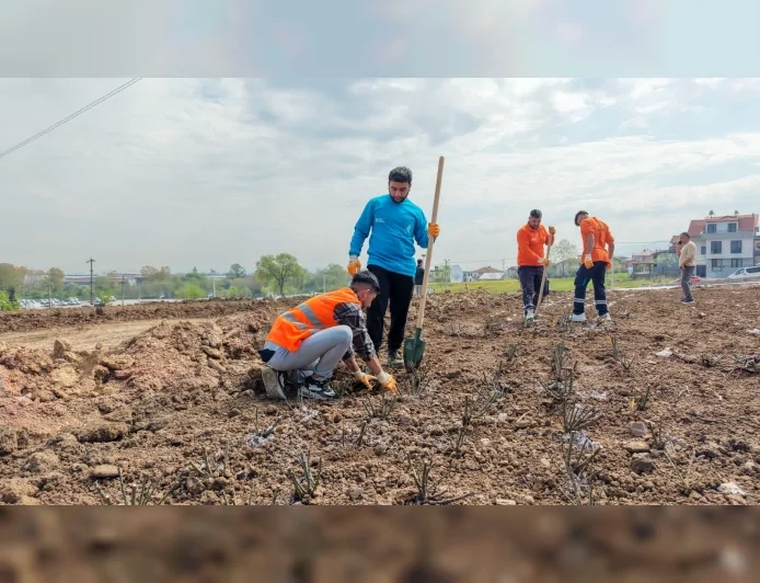 BAŞİSKELE BELEDİYESİ GÜL BAHÇESİ PARKI PROJESİNDE 15 BİN GÜL FİDANINI TOPRAKLA BULUŞTURUYOR