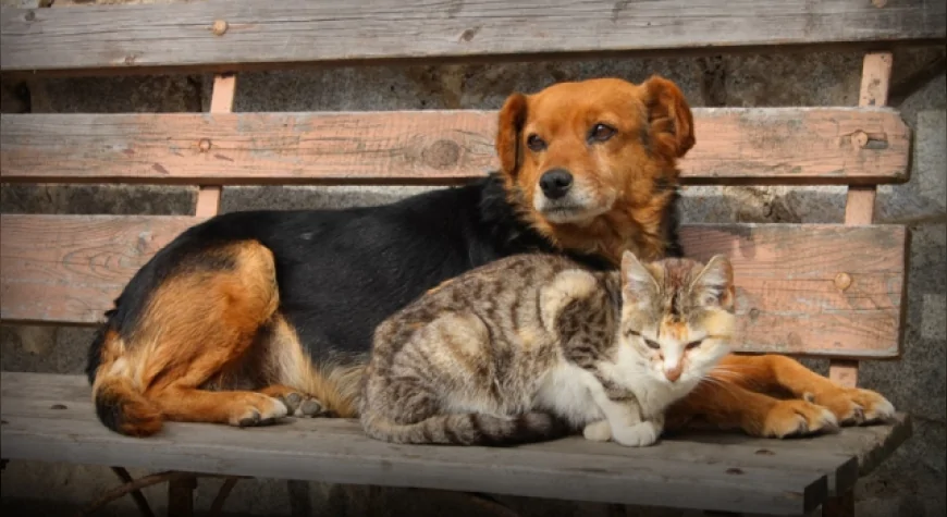 İzmir Barosu Başkanlığı: “Hukuk Yaşamı Ortadan Kaldırmanın Değil Yaşamı Korumanın Aracıdır”