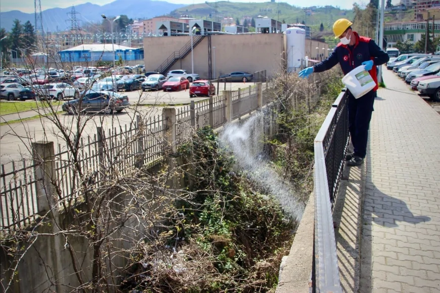 Giresun Belediyesi şehir genelinde ilaçlama seferberliği başlattı zararlıların üreme alanları hedef alındı