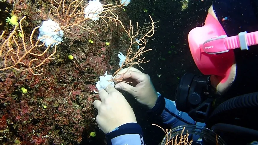 Çevre Şehircilik ve İklim Değişikliği Bakanı Murat Kurum: “Denizlerin ormanı mercanları yeniden yaşamla buluşturuyoruz”