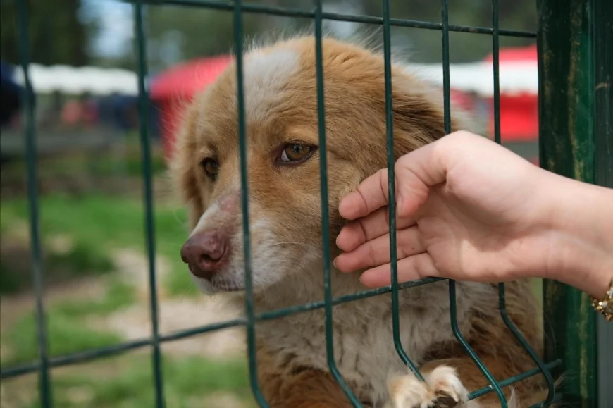 Balıkesir Altıeylül’de hayvanseverlerin başlattığı kampanyayla 2 ton mama desteği sağlandı