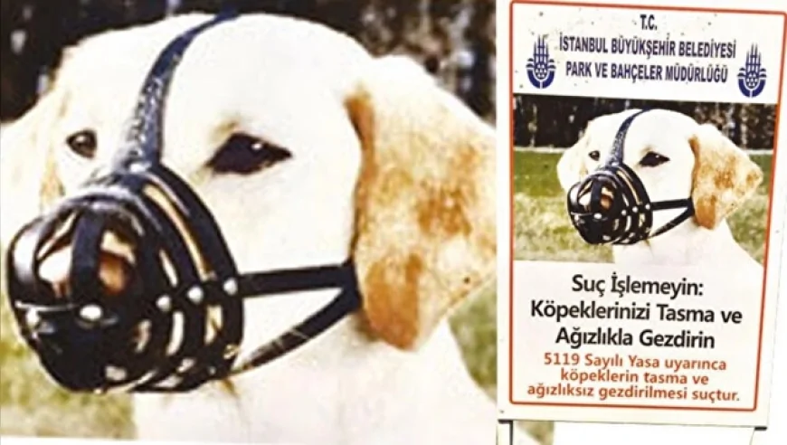 2026 Yılında Yasaklı Irk Köpek Sahiplerine 76 Bin TL Ceza ve El Koyma Uygulaması Sürüyor
