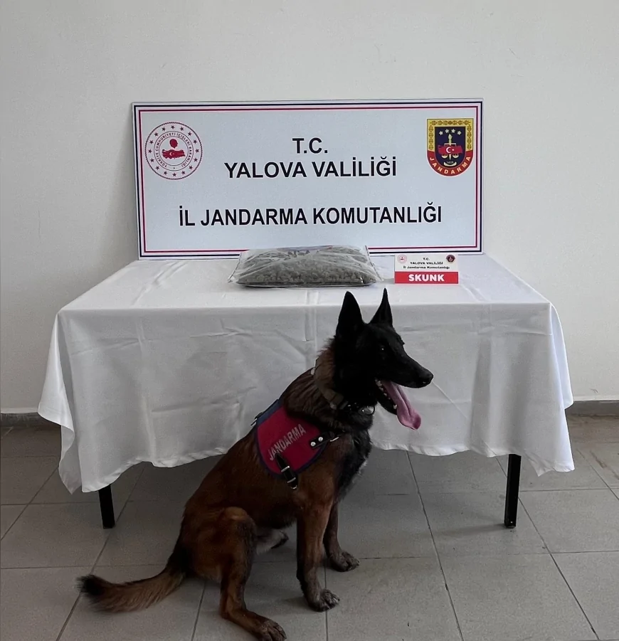 Yalova İl Jandarma Komutanlığı Uyuşturucu Operasyonunda 1,5 Kilogram Skunk Ele Geçirdi
