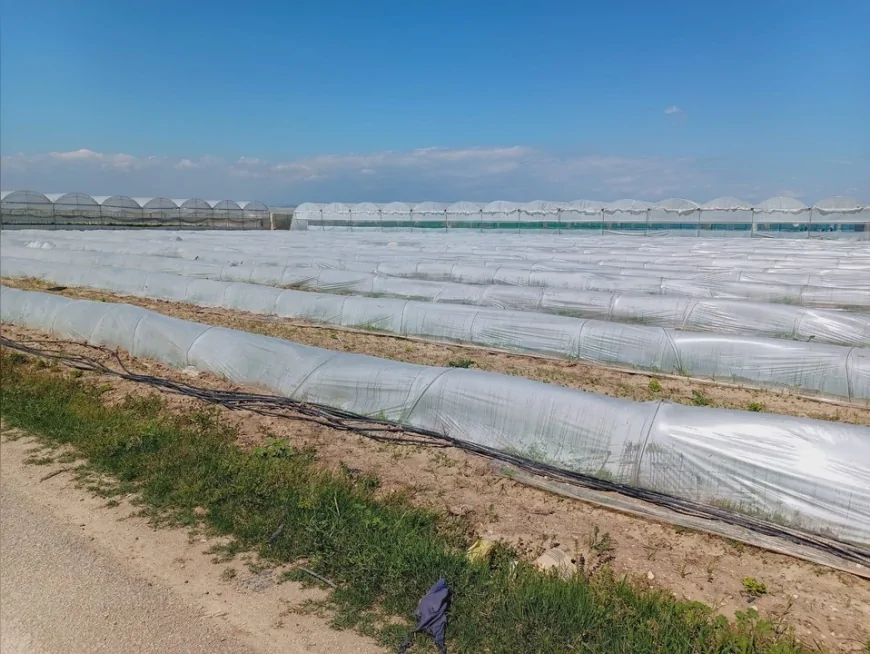 Tarım ve Orman Bakanlığı Tarsus’taki marul iddialarını yalanladı “Ürün satıldı kalanlar kalite nedeniyle hasat edilmedi”