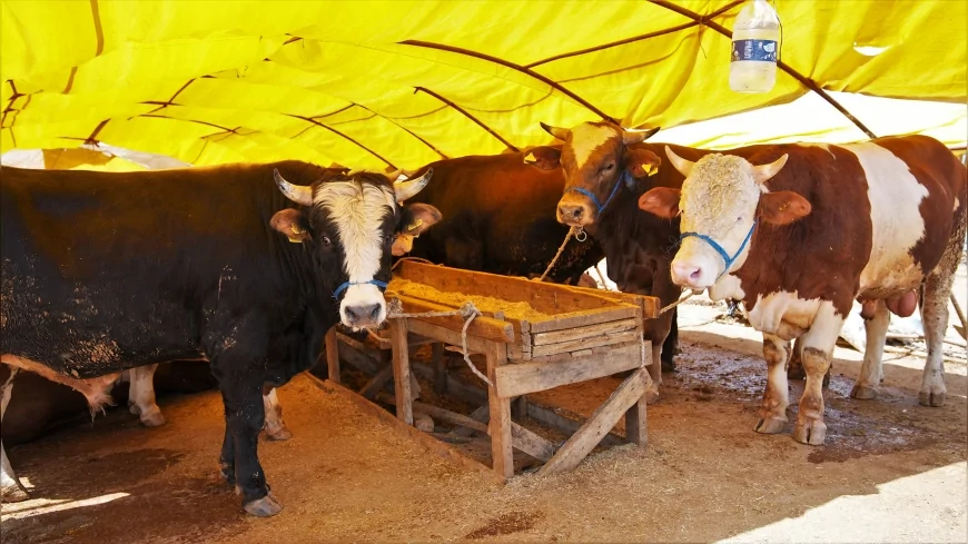 KEÇİÖREN BELEDİYESİ BAĞLUM KURBAN SATIŞ ALANI BAŞVURULARINI 10 NİSAN’DA BAŞLATIYOR