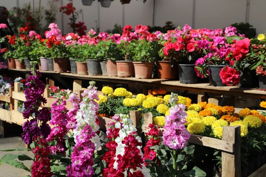 İzmir Bayındır’da 27. Uluslararası Çiçek Festivali dört gün sürecek programla başlıyor