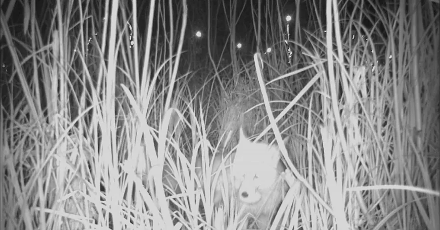 ORDU BÜYÜKŞEHİR BELEDİYE BAŞKANI DR. MEHMET HİLMİ GÜLER: “DOĞAL YAŞAMI KORUYARAK TAKİP EDİYORUZ” DURUGÖL’DE TİLKİ YUMURTA AVLARKEN GÖRÜNTÜLENDİ