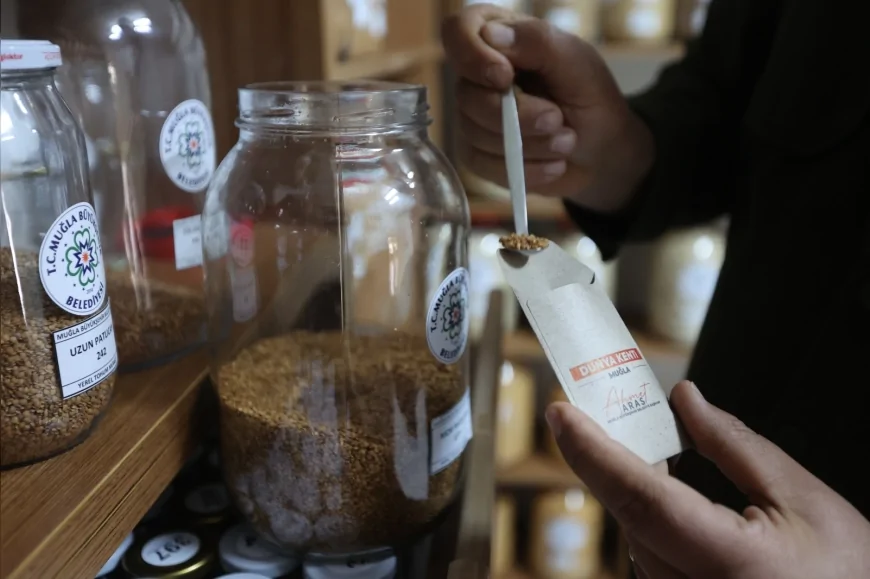 MUĞLA BÜYÜKŞEHİR BELEDİYESİ 3 MİLYON ATA TOHUMUNU 81 İLE ULAŞTIRDI