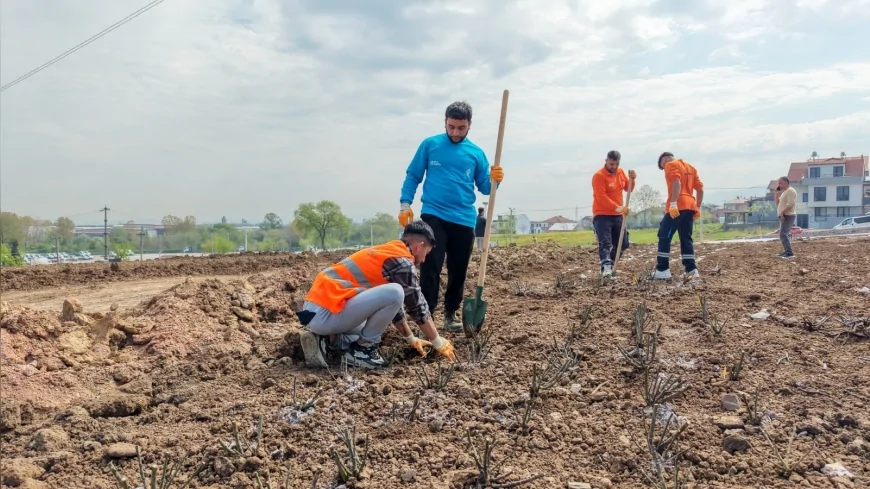 BAŞİSKELE BELEDİYESİ GÜL BAHÇESİ PARKI PROJESİNDE 15 BİN GÜL FİDANINI TOPRAKLA BULUŞTURUYOR