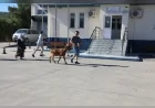 Muğla Büyükşehir Belediyesi Kurban Bayramı Öncesi Mezbahalarda Hazırlıkları Tamamladı
