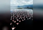 İZDENİZ Bayramda Flamingo Yolu Turlarıyla Gediz Deltası’nda Doğa Tutkunlarını Ağırlayacak
