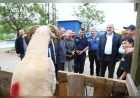 Canik Belediyesi Kurban Pazarı yoğun ilgi görüyor, veteriner denetimiyle güvenli satış öne çıkıyor