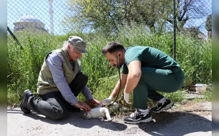 Maltepe Belediyesi Sokak Kedilerine Yönelik Sağlık Taramasını Mahallelere Taşıdı