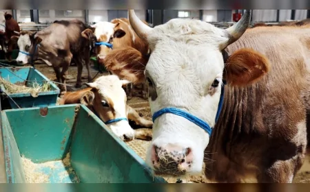 Sivas Belediyesi Kurban Pazarı İçin Başvuru ve Kura Takvimini Açıkladı