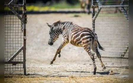 İzmir Doğal Yaşam Parkı’nda annesini kaybeden zebra Gözde’ye zürafalar sahip çıktı